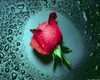 sticker_17463920_34476893