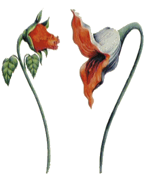 sticker_10057733_30679448