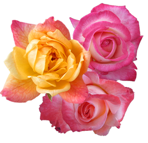 sticker_17992944_36106359
