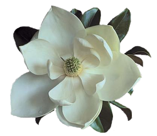 sticker_22467925_31765491