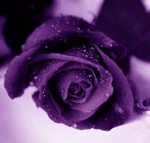 sticker_12303920_33350908