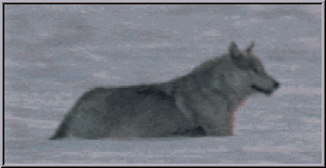 sticker_13544537_36498537