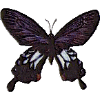 sticker_17717865_37818116
