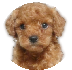 sticker_26058952_38113138