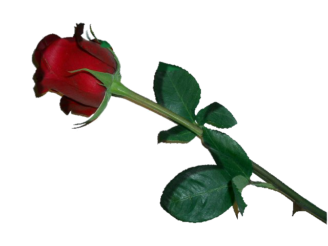 sticker_28969229_42972498