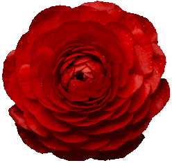 sticker_354987_17069517