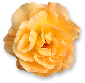sticker_18477281_40781407