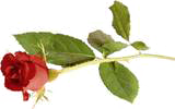 sticker_19469125_36954293