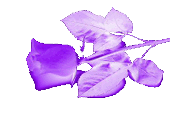 sticker_2125402_16559044