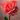 DJ Reign of the Rose