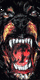 Rottweilers
