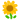 ~ RiR Sunflower ~
