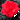 Red Rose (Nicole)