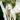 blank badge 2 2013-07-17 14:37:35